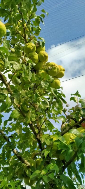 IMG-20250318-WA0071