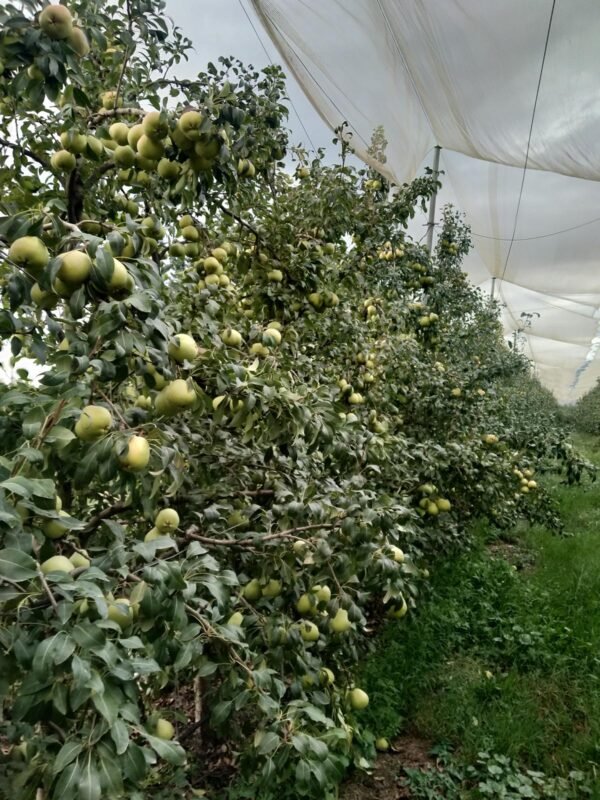 IMG-20250318-WA0110