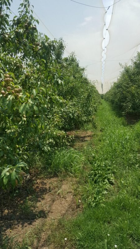IMG-20250318-WA0114