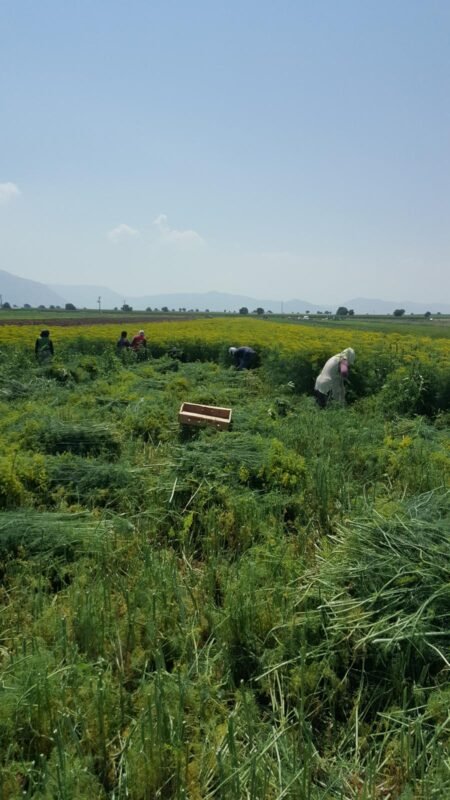 IMG-20250318-WA0128