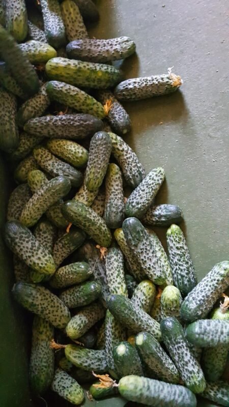 IMG-20250318-WA0139